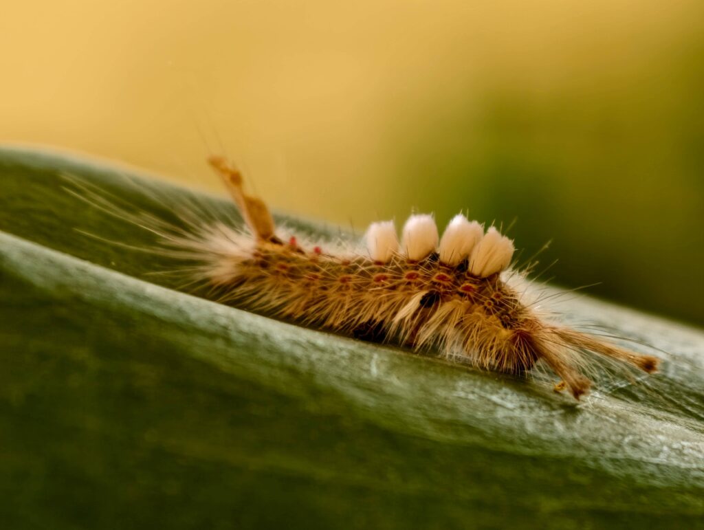 somatic therapy for anxiety and overthinking